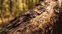 Close-up of weathered tree bark texture with natural patterns and rough surface detail in warm forest lighting for nature backgrounds.