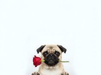 Adorable pug dog holding red rose in mouth on white background, romantic Valentine's Day pet portrait for greeting cards and love-themed designs.