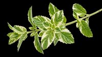 Fresh mint herb sprig with green variegated leaves, isolated on transparent background, ready for t-shirt design, stickers, clipart, print on demand, and sublimation projects.