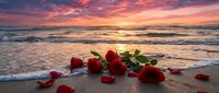 Romantic red roses scattered on sandy beach at sunset with dramatic pink and orange sky reflecting on ocean waves creating perfect atmosphere for love and romance.