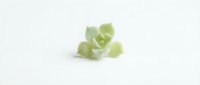 Pale green prehnite mineral crystals isolated on white background, ready for design use in educational materials, jewelry catalogs, and geological presentations.