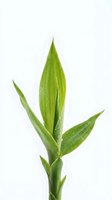 Fresh green plant shoot with elongated leaves isolated on white background, suitable for botanical, nature, and wellness design projects.