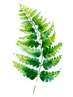 Watercolor fern leaf with delicate fronds in various shades of green, isolated on white background for botanical illustrations and nature-inspired designs.