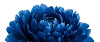 Blue peony flower head with layered petals isolated on white background for floral design projects and botanical artwork.