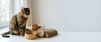 Tabby cat sitting near wooden bowls and natural fiber rope on white windowsill in bright minimalist interior for pet care and home decor concepts.