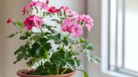 Pink geranium flowers blooming in clay pot on windowsill, fresh green leaves and bright petals in natural daylight, home gardening and indoor plants.