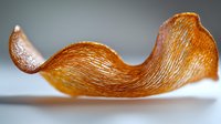 Curled dried orange peel with detailed texture and natural patterns on light background, macro photography showing organic food waste transformation.