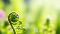 Young green fern frond unfurling in spring sunlight with soft bokeh background. Fresh new growth emerging from forest floor in natural outdoor setting.