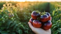 Fresh ripe red tomatoes held in hand at sunset in organic garden with warm golden light for healthy eating and farm-to-table cooking concepts.