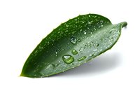 Fresh green leaf with water drops and morning dew on white background, macro photography showing natural texture and purity for wellness concepts.
