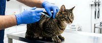 Veterinarian in blue gloves examining tabby cat during medical checkup at modern animal clinic. Professional pet healthcare and wellness treatment.