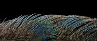 Close-up macro shot of peacock feather showing intricate barbs and iridescent blue-green eye pattern against dark background for nature photography.