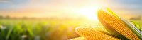 Fresh corn cobs with green leaves against sunrise over agricultural field. Golden sunlight illuminates maize crop during harvest season. Panoramic view.