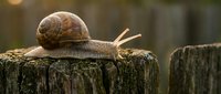 Garden snail crawling on wooden fence post with extended tentacles in warm golden sunlight creating peaceful nature scene for wildlife photography.