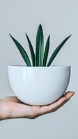 Green succulent plant in white ceramic pot held by feminine hand against neutral background. Minimalist home decor and indoor gardening concept.