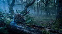 Small hedgehog walking on moss-covered fallen log in misty enchanted forest with twisted trees and ferns creating magical woodland atmosphere.