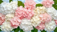 Lush hydrangea blooms in soft pink, cream and white create romantic floral background with green leaves, suitable for wedding and spring designs.