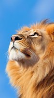 Majestic male lion profile gazing upward against bright blue sky, golden mane flowing in wind, powerful big cat portrait for wildlife and nature projects.