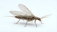 Mayfly insect isolated on white background, side view of aquatic nymph adult with transparent wings and long tail filaments, suitable for educational materials and nature design projects.