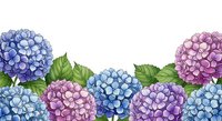 Watercolor hydrangea flowers in blue, purple and pink tones with green leaves creating decorative floral border on white background for spring designs.