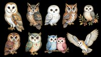 Barn owl, eagle owl, snowy owl, tawny owl, and saw-whet owl illustrations isolated on transparent background. Ready for t-shirt design, clipart, stickers, print-on-demand products, and sublimation projects.