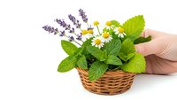 Fresh herbs bouquet with lavender, chamomile and mint in wicker basket held by female hand on white background for natural medicine and aromatherapy.
