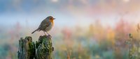 Small robin bird perched on mossy wooden fence post in soft morning light with colorful bokeh background for nature and wildlife photography projects.