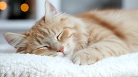 Peaceful cream colored long-haired cat sleeping on soft white blanket with blurred warm lights in background creating cozy atmosphere. Perfect for pet care and relaxation concepts.