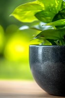 Fresh green plant leaves extending from dark ceramic pot against blurred natural background, creating minimalist composition with focus on textured planter.