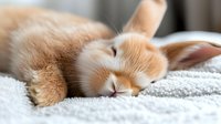 Sleeping ginger and white cat curled up on soft white blanket, close-up view showing peaceful expression and relaxed posture. For pet care and lifestyle content.