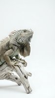 Green iguana reptile perched on driftwood branch against white background, isolated exotic pet lizard with detailed scales and spines for design use.