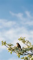 Small songbird perched on leafy tree branch against soft blue sky with white clouds for nature and wildlife photography projects.