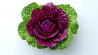 Fresh ornamental cabbage with vibrant purple center and green outer leaves isolated on white background, ready for design use in food and garden projects.