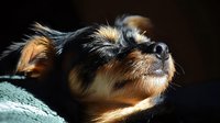 Close-up portrait of small dog with brown and black fur basking in sunlight against dark background, showing peaceful expression and closed eyes in serene moment.