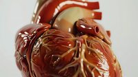Anatomical human heart model with detailed coronary arteries and chambers displayed in cross-section, suitable for medical education, healthcare presentations, and scientific illustrations.