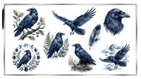 Raven crow bird illustrations isolated on transparent background, ready for t-shirt design, clipart, stickers, sublimation and print-on-demand projects.