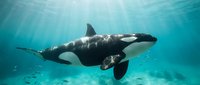 Majestic orca whale swimming gracefully through crystal clear turquoise ocean waters with sunlight filtering from above creating ethereal underwater scene.