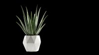 Potted succulent plant with green spiky leaves in white geometric ceramic pot, isolated on transparent background. Ready for design use on t-shirts, clipart, stickers, and print-on-demand products.