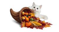 White kitten posing with cornucopia filled with autumn harvest vegetables, pumpkins, corn, and fall leaves on white background for seasonal design projects.