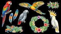 Colorful tropical parrot clipart set isolated on transparent background, featuring macaws, cockatoo, feathers, and floral wreaths, ready for t-shirt design and print on demand.