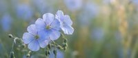 Delicate blue flax flowers blooming in soft natural light with blurred green background creating peaceful garden atmosphere for wellness and nature content.