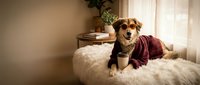Small mixed breed dog wearing burgundy sweater sitting on white fluffy blanket in cozy living room with warm natural lighting and houseplant.