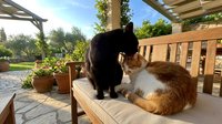 Two cats resting on wooden bench cushion in sunny backyard patio with pergola, potted plants and garden landscape in background.