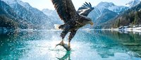 Bald eagle swooping down to catch fish from pristine turquoise alpine lake surrounded by snow-capped mountains and evergreen forests, wildlife hunting action scene.