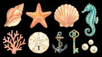Tropical sea shells, starfish, coral, seahorse, sand dollar, anchor and decorative keys isolated on transparent background. Ready for t-shirt design, clipart, stickers, print-on-demand products and sublimation projects.