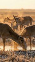 Herd of cattle grazing at golden hour sunset in rural pasture with warm backlighting creating peaceful farm scene for agricultural and livestock concepts.