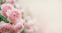 Soft pink roses with delicate petals create romantic floral arrangement on light background for wedding invitations, greeting cards and feminine designs.