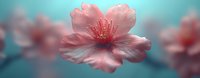 Delicate pink cherry blossom flower with soft petals and visible stamens against dreamy turquoise background with blurred floral bokeh for spring designs.
