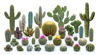 Desert cactus collection with various succulent plants including saguaro, barrel, prickly pear and small potted cacti isolated on white background for design.