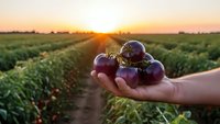 Fresh purple eggplants held in hand at organic farm during golden hour sunset with vineyard rows in background for healthy eating and agriculture concepts.